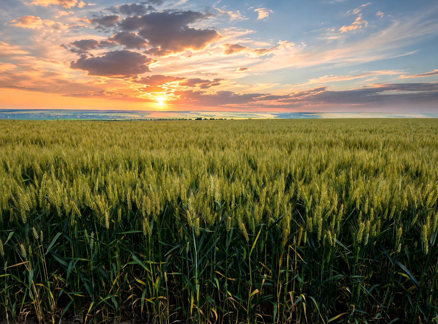 wheat